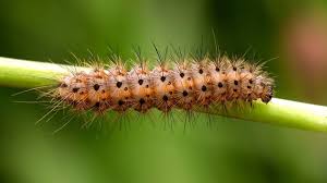 Attēlu rezultāti vaicājumam “Phragmatobia fuliginosa larva”