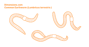 Attēlu rezultāti vaicājumam “Lumbricus terrestris”