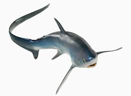 Image result for Alopias vulpinus