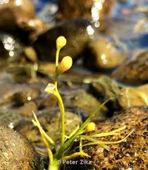Attēlu rezultāti vaicājumam “Subularia aquatica leaf”