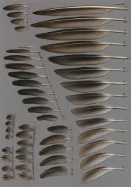 Attēlu rezultāti vaicājumam “Tringa nebularia adult”