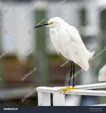 Image result for Egretta thula