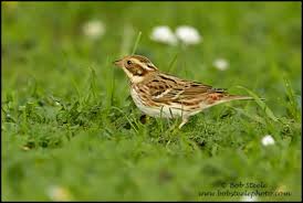Image result for Emberiza rustica