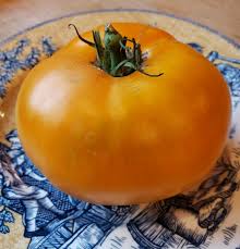 Afbeeldingsresultaat voor amana orange beefsteak tomato
