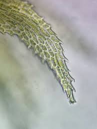 Attēlu rezultāti vaicājumam “Thuidium recognitum”