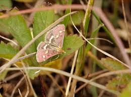 Attēlu rezultāti vaicājumam “Trichia contorta macro”