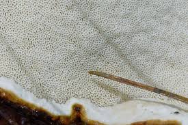 Attēlu rezultāti vaicājumam “Heterobasidion parviporum”