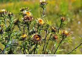 Attēlu rezultāti vaicājumam “Carlina biebersteinii”