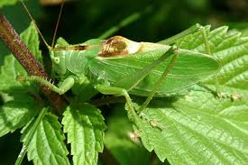 Attēlu rezultāti vaicājumam “Tettigonia cantans”