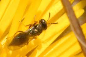Attēlu rezultāti vaicājumam “Javesella pellucida female”