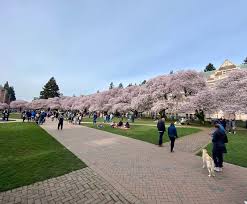 Image result for "cherry blossom" washington