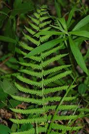 Attēlu rezultāti vaicājumam “Thelypteris palustris”