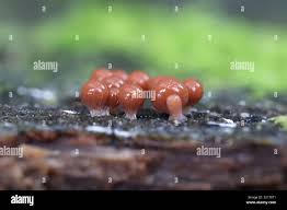 Attēlu rezultāti vaicājumam “Trichia crateriformis macro”