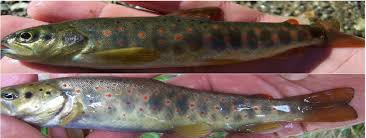 Image result for Salmo macrostigma