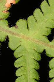 Attēlu rezultāti vaicājumam “Phegopteris connectilis”