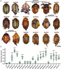 Attēlu rezultāti vaicājumam “Leptinotarsa decemlineata”