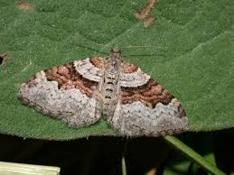 Attēlu rezultāti vaicājumam “Xanthorhoe designata”