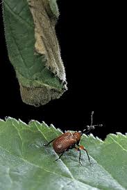 Attēlu rezultāti vaicājumam “Apoderus coryli”