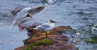 Attēlu rezultāti vaicājumam “Larus ridibundus”