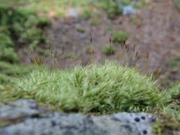 Attēlu rezultāti vaicājumam “Paraleucobryum longifolium”