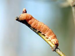 Attēlu rezultāti vaicājumam “Noctua fimbriata”