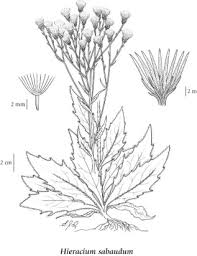 Attēlu rezultāti vaicājumam “Aulacidea hieracii”