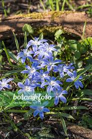 Attēlu rezultāti vaicājumam “Scilla luciliae”