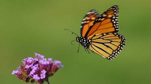 Image result for monarch butterfly