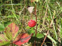 Attēlu rezultāti vaicājumam “Fragaria viridis fruit”