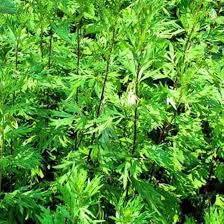 Image result for Artemisia vulgaris