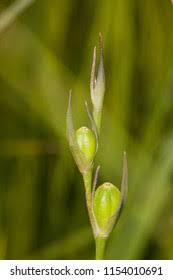 Attēlu rezultāti vaicājumam “Gladiolus imbricatus fruit”