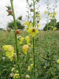 Attēlu rezultāti vaicājumam “Verbascum blattaria leaf”