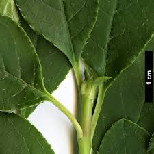 Attēlu rezultāti vaicājumam “Enkianthus chinensis leaf”