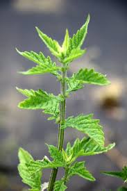 Attēlu rezultāti vaicājumam “Lycopus europaeus leaf”