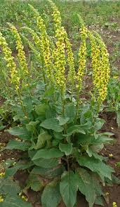 Attēlu rezultāti vaicājumam “Verbascum nigrum flower”