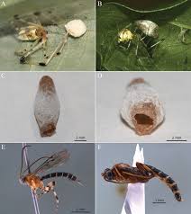 Attēlu rezultāti vaicājumam “Ichneumonidae cocoon”