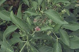 Attēlu rezultāti vaicājumam “Euonymus europaeus leaf”