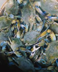 Image result for Cancer pagurus