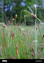 Attēlu rezultāti vaicājumam “Eleocharis quinqueflora”