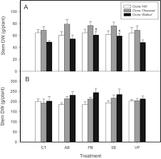 Attēlu rezultāti vaicājumam “Populus x petrowskyana”