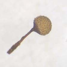 Attēlu rezultāti vaicājumam “Cribraria macrocarpa”