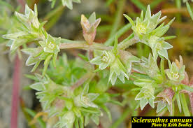 Attēlu rezultāti vaicājumam “Scleranthus annuus flower”