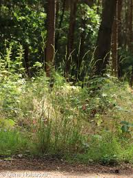 Attēlu rezultāti vaicājumam “Dactylis polygama”