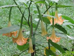 Attēlu rezultāti vaicājumam “Solanaceae”