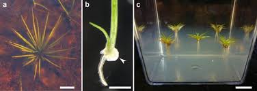 Attēlu rezultāti vaicājumam “Isoetes echinospora”