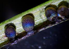 Attēlu rezultāti vaicājumam “Lamproderma pulchellum”