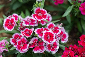 Attēlu rezultāti vaicājumam “Dianthus barbatus flower”