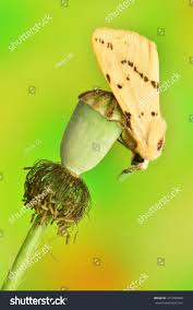 Attēlu rezultāti vaicājumam “Spilosoma lutea”