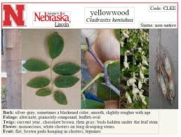 Attēlu rezultāti vaicājumam “Cladrastis kentukea leaf”