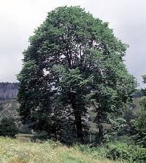 Attēlu rezultāti vaicājumam “Ulmus glabra”